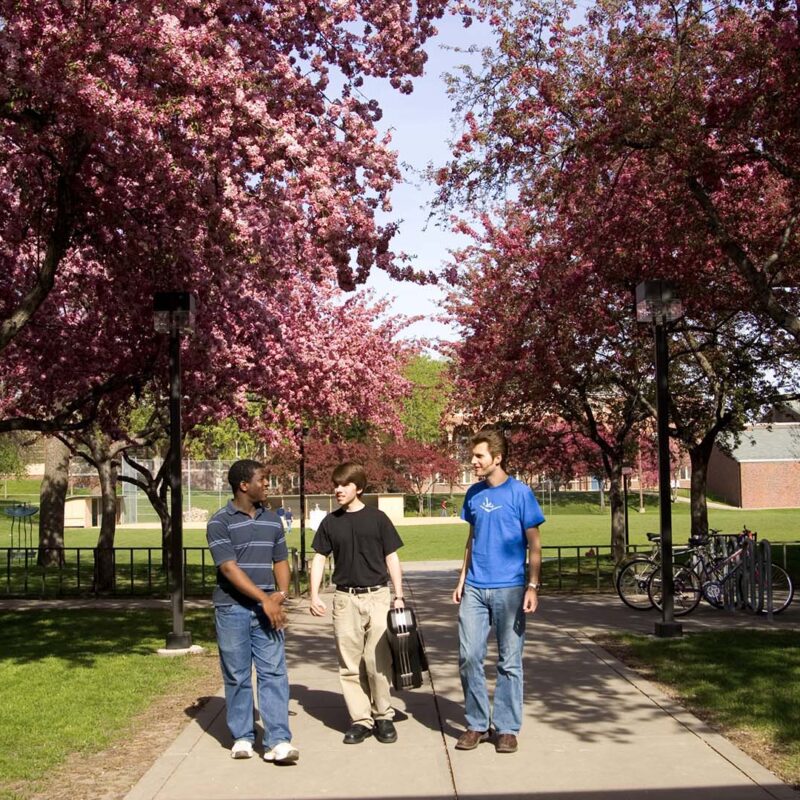 Three students walking under blossoming spring trees